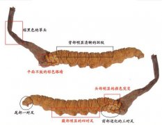 冬虫夏草的组成部分