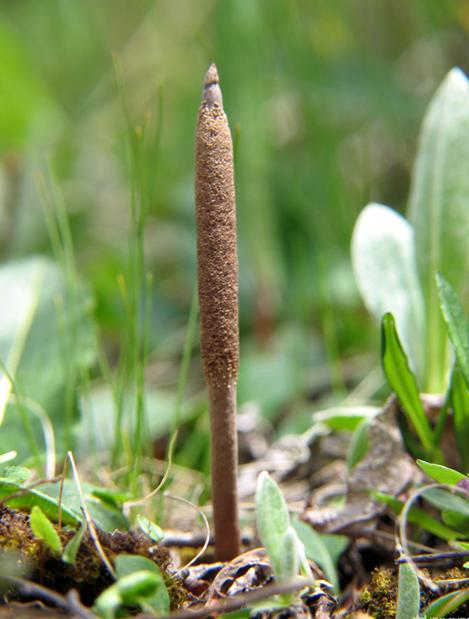 �����Ĳ��е��Ĳݲ���