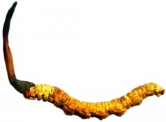 长期服用冬虫夏草会不会长生依赖性?