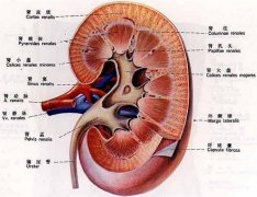 �����Ĳݶ����׵����Ƽ���θ��������ܵ�?