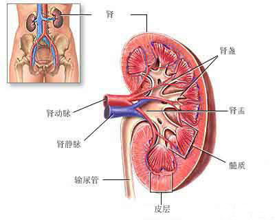 �����Ĳ���������֢�𼰳Զ����Ĳݶ���֢������ʲô�洦?