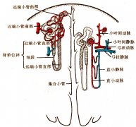 �����Ĳ�����������?