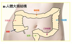 �᳦�����ԳԶ����Ĳ���