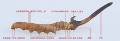 冬虫夏草真假鉴别方法