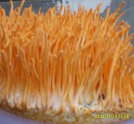 冬虫夏草可以人工种植吗?