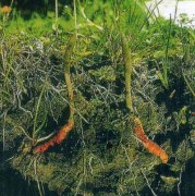 ���ʶ����Ĳݵ����