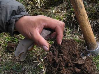 新鲜冬虫夏草的外观