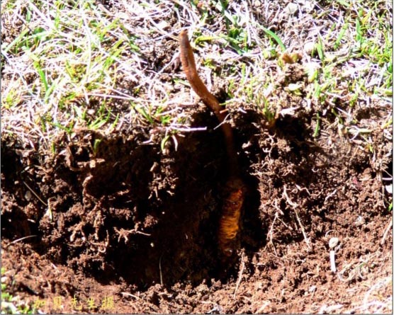 新鲜冬虫夏草的外观