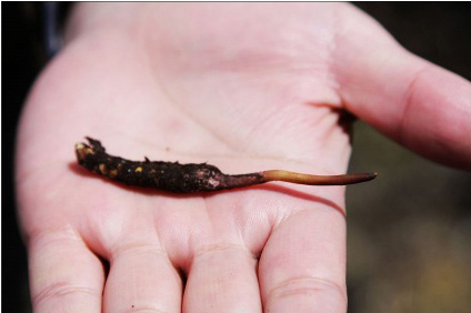 新鲜冬虫夏草的外观
