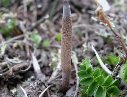 冬虫夏草是如何生长出来的?